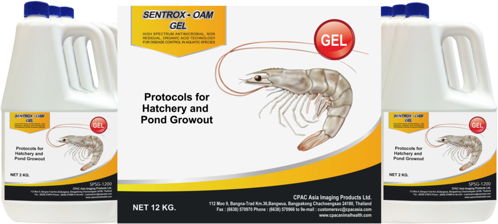 Litopenaeus Setiferus (1024x484), Png Download