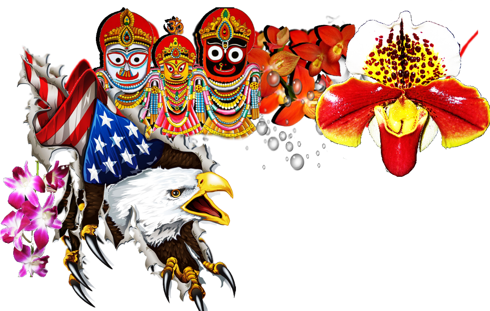Portese Bien Alright Pues - Free American Bald Eagle Png (1000x642), Png Download