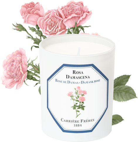 Damask Rose - Garden Roses (556x556), Png Download