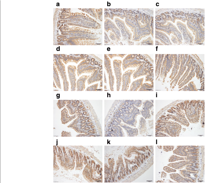 Location Of Abcg2 And Effects Of Chicory On Abcg2 Protein - Animal (850x610), Png Download