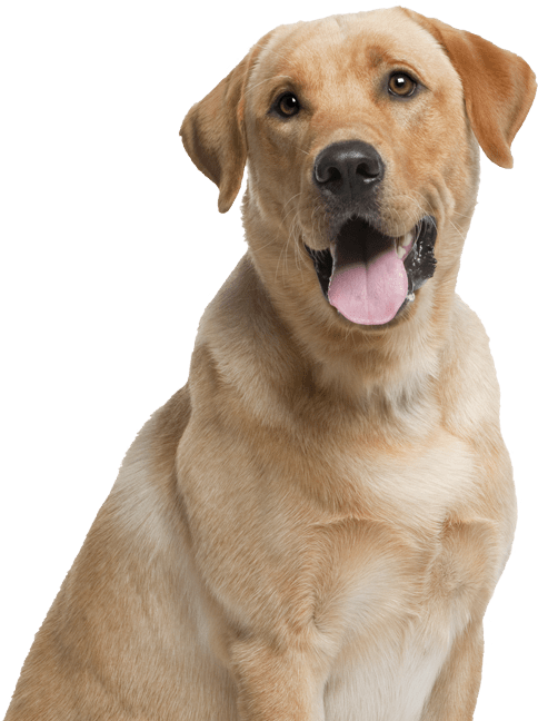 Fountain Park Is A Pet Friendly Community - Dog And Their Young Ones (500x652), Png Download