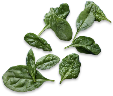 We'll Keep Tabs On Your Toppings - Spinach (572x547), Png Download