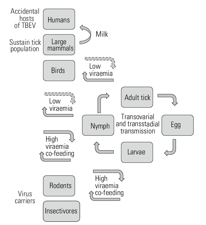 Transmission And Maintenance Of Tick-borne Encephalitis - Colorfulness (708x774), Png Download