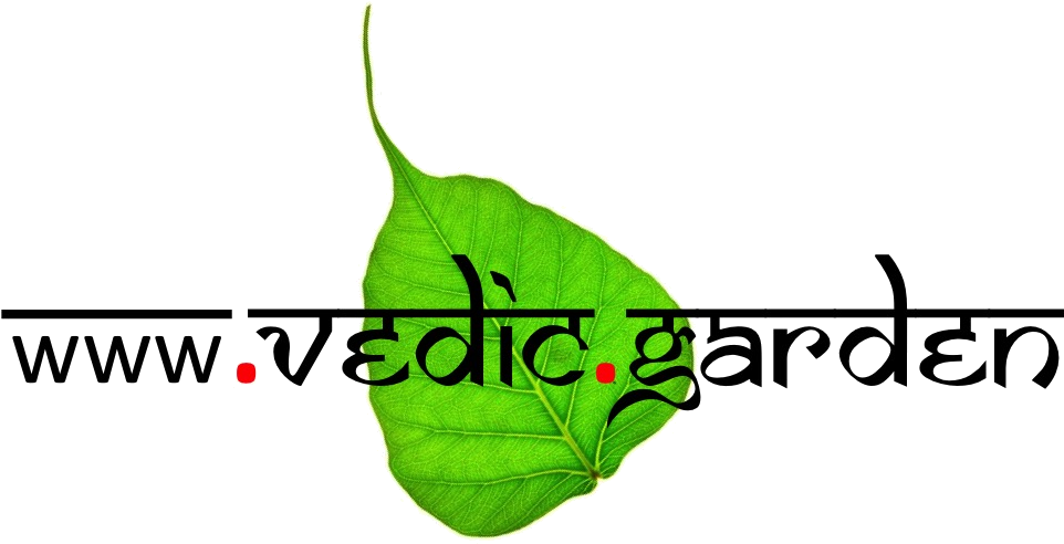 Garden Plants Online - Chai Garam (999x589), Png Download