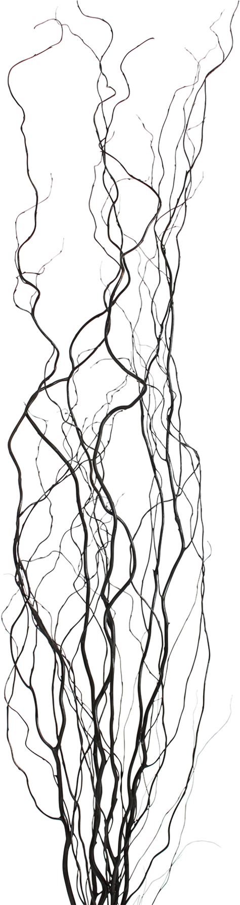 Curly Willow Cnd - Line Art (1024x1781), Png Download