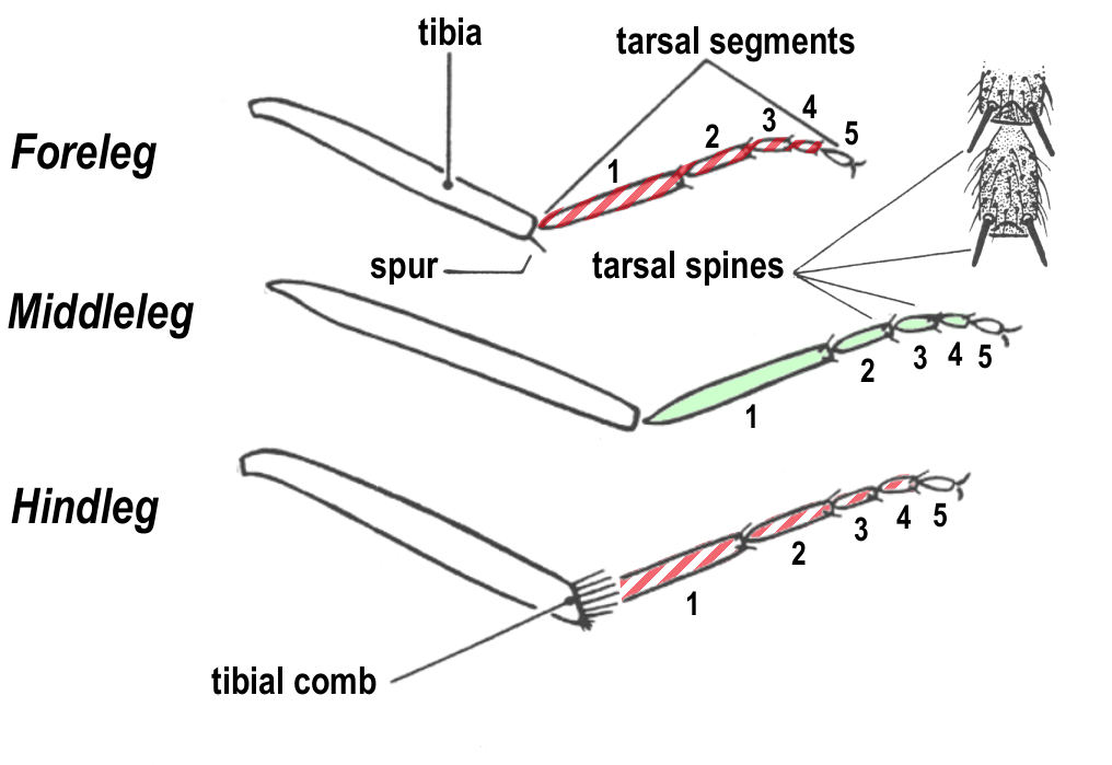 Middle Legs, Spines On Tarsal Segments - Diagram (1024x768), Png Download