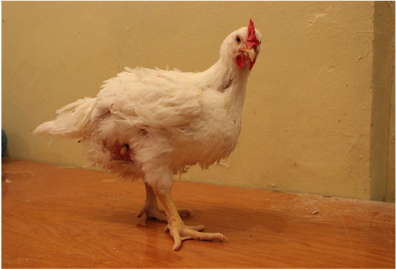 A Hybrid Chick With Duodenal Fistula - Rooster (903x391), Png Download