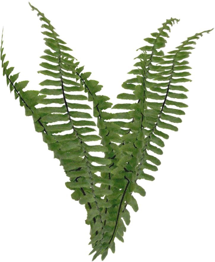 Ferns Png - Transparent Background Png Foliage (865x924), Png Download