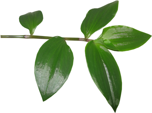Hojas - Tree (800x580), Png Download