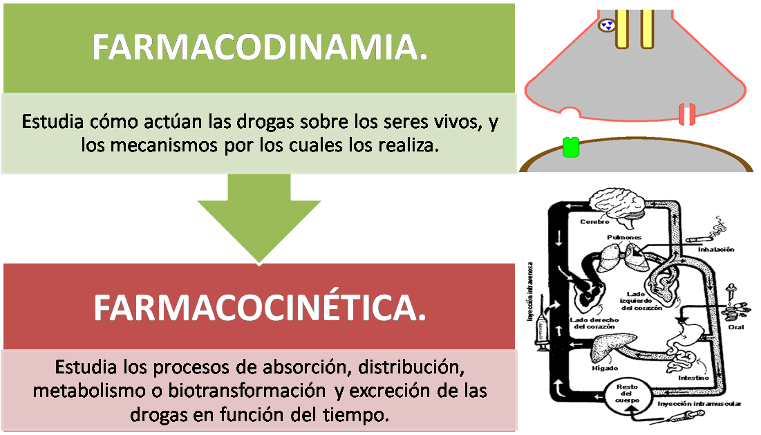 File - Farmacocinetica - Wikimedia Commons - Diagram (1101x629), Png Download