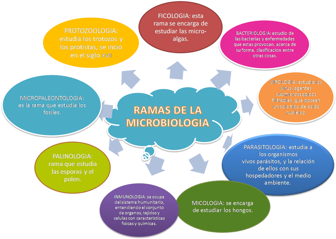 Microbiology Branches (1100x794), Png Download