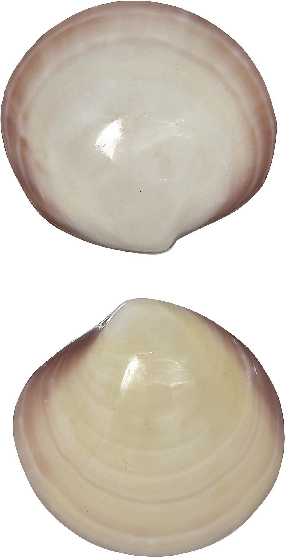 Baltic Clam (2611x2249), Png Download