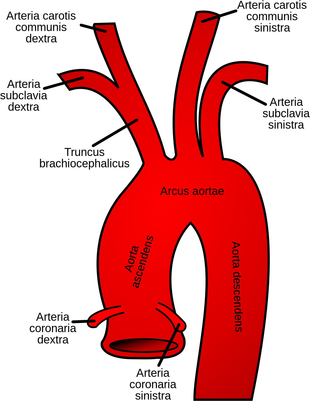 Aorta Blood Flow (1200x1484), Png Download