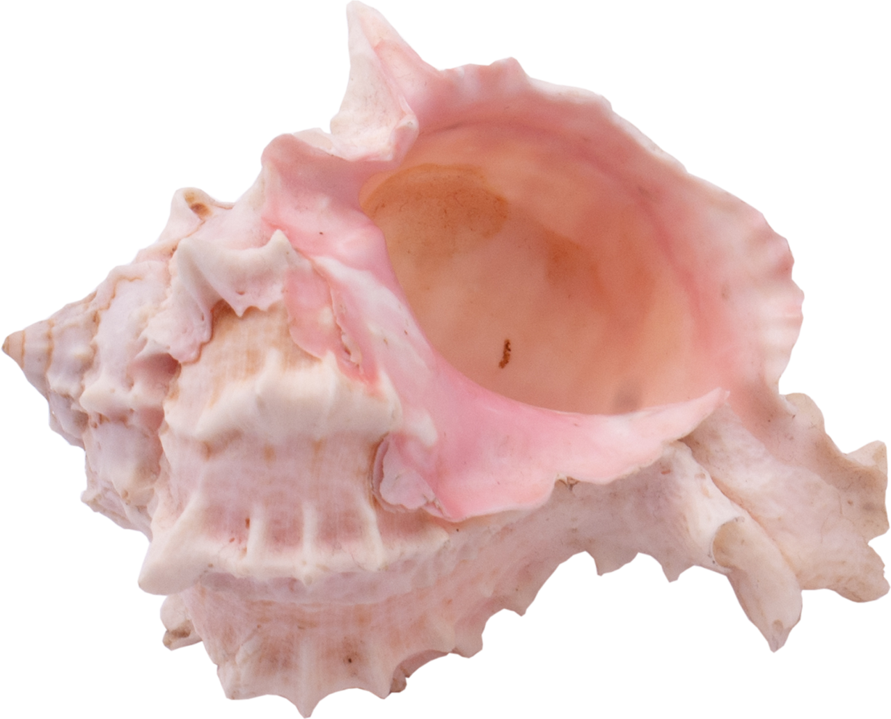 Фото, Автор Arana На Яндекс - Shell (1280x1033), Png Download