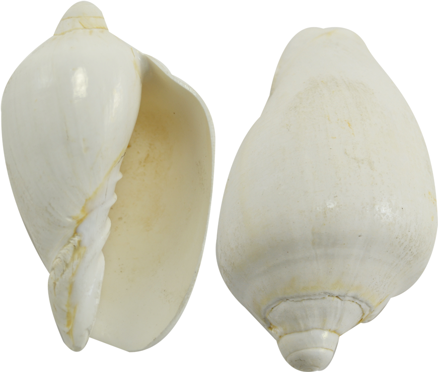 Conch (1100x1100), Png Download