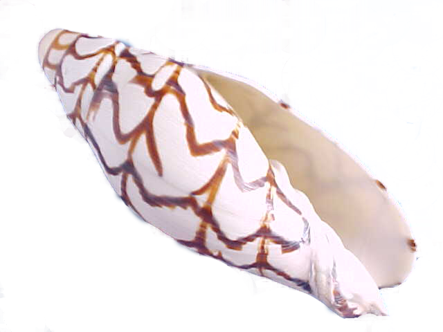 Volutidae - Geography Cone (640x480), Png Download