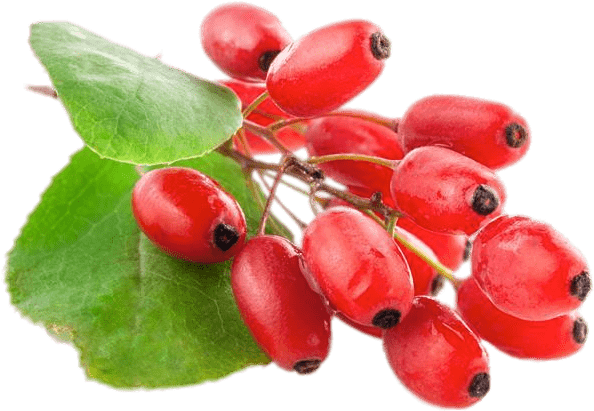 Download - Barberry Png (600x600), Png Download