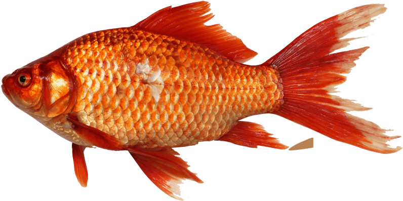 Free Png Goldfish Png Images Transparent - Fish Png (850x517), Png Download
