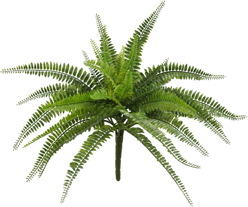 20" Plastic Boston Fern Bush - Fern (800x675), Png Download
