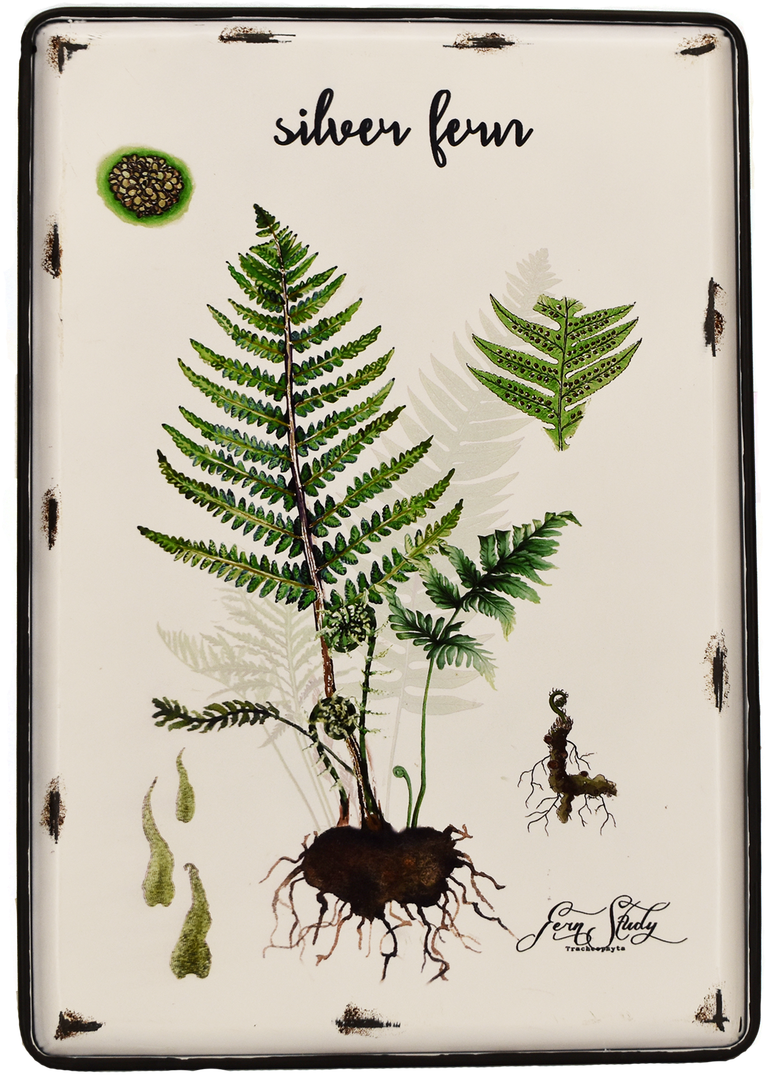 Image - Fern (1025x1280), Png Download