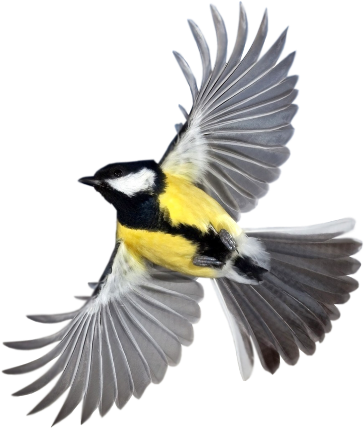 Tit Bird Flying Small 988 - Birds Flying Close Up (800x902), Png Download