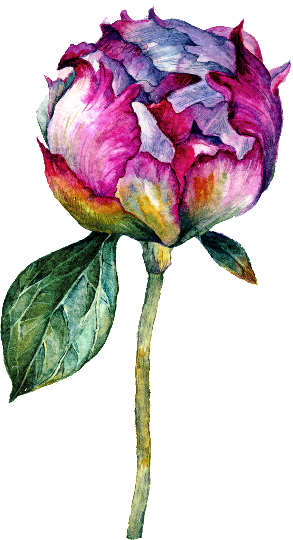 Hand Drawn Flower Vector - Illustration (1024x1886), Png Download