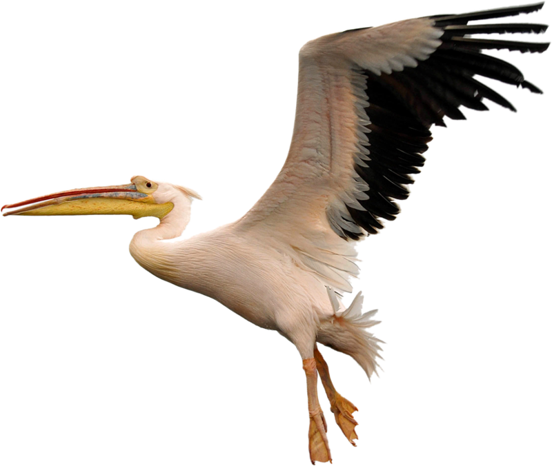 Pelican Png, Download Png Image With Transparent Background, - Pelican Transparent (800x676), Png Download