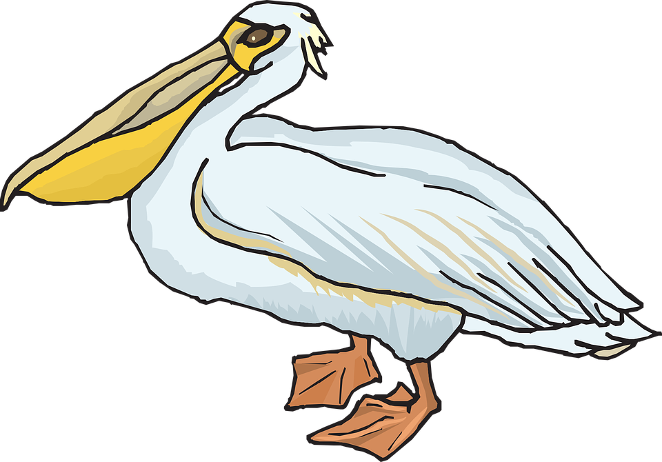 Pelican Clipart (960x670), Png Download
