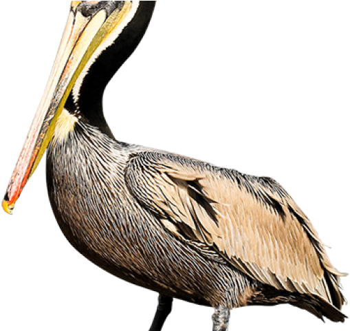 Pelican Clipart Brown Pelican - Brown Pelican (640x480), Png Download