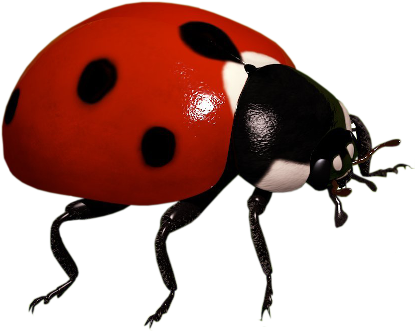 Ladybug Insect Transparent Background Png Lady Bug Transparent Background Full Size Png Download Seekpng