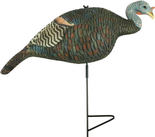 Relaxed Hen - Turkey (600x600), Png Download