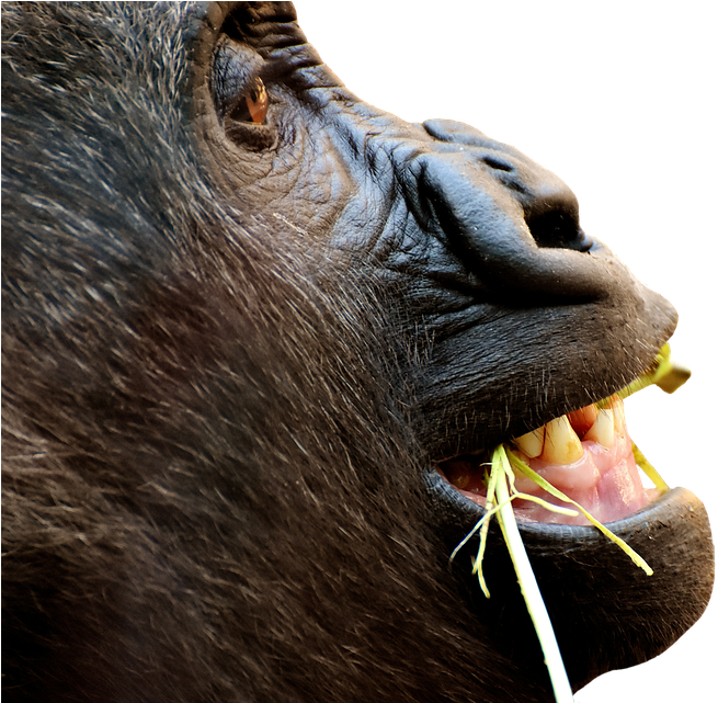 Gorilla, Monkey, Funny, Animal, Zoo, Furry, Omnivore - Photography Filling The Frame (960x640), Png Download