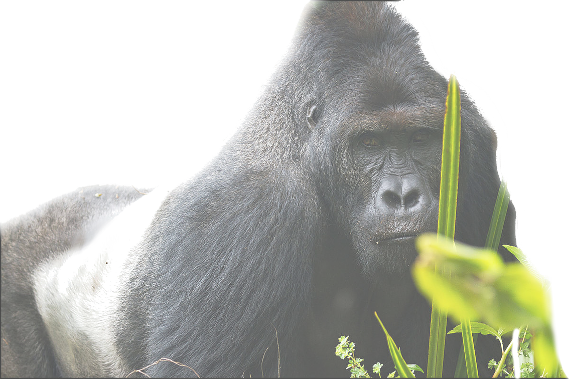 Eatern Lowland Gorilla - Simio Mas Grande Del Mundo (1134x756), Png Download