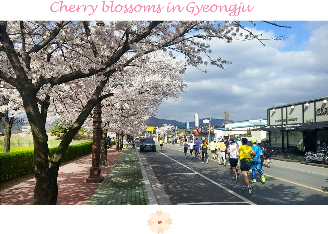 [cherry Blossoms In Gyeongju] - Cherry Blossom (1052x800), Png Download