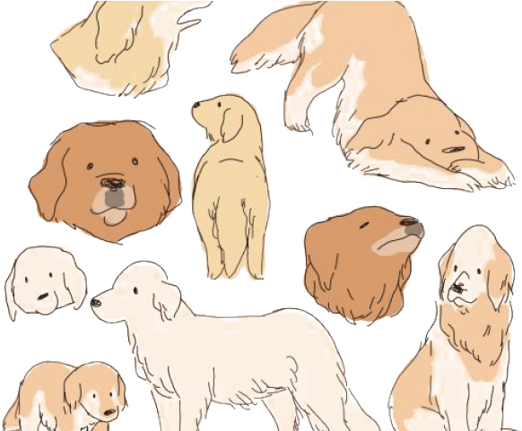 Drawn Golden Retriever Chibi - Cute Golden Retriever Art (640x480), Png Download