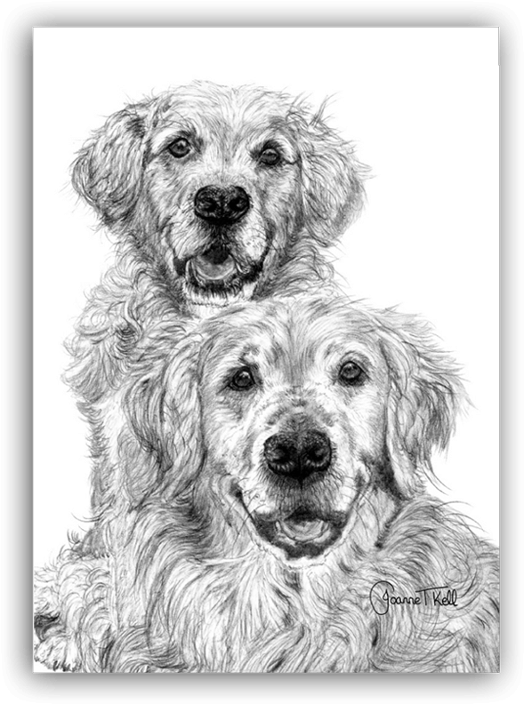 Golden Retriever Greeting Card - Golden Retriever (597x800), Png Download