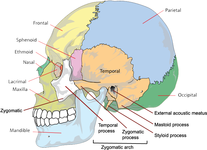 Side Skull Bones & Processes - Partes Del La Cabeza (740x576), Png Download