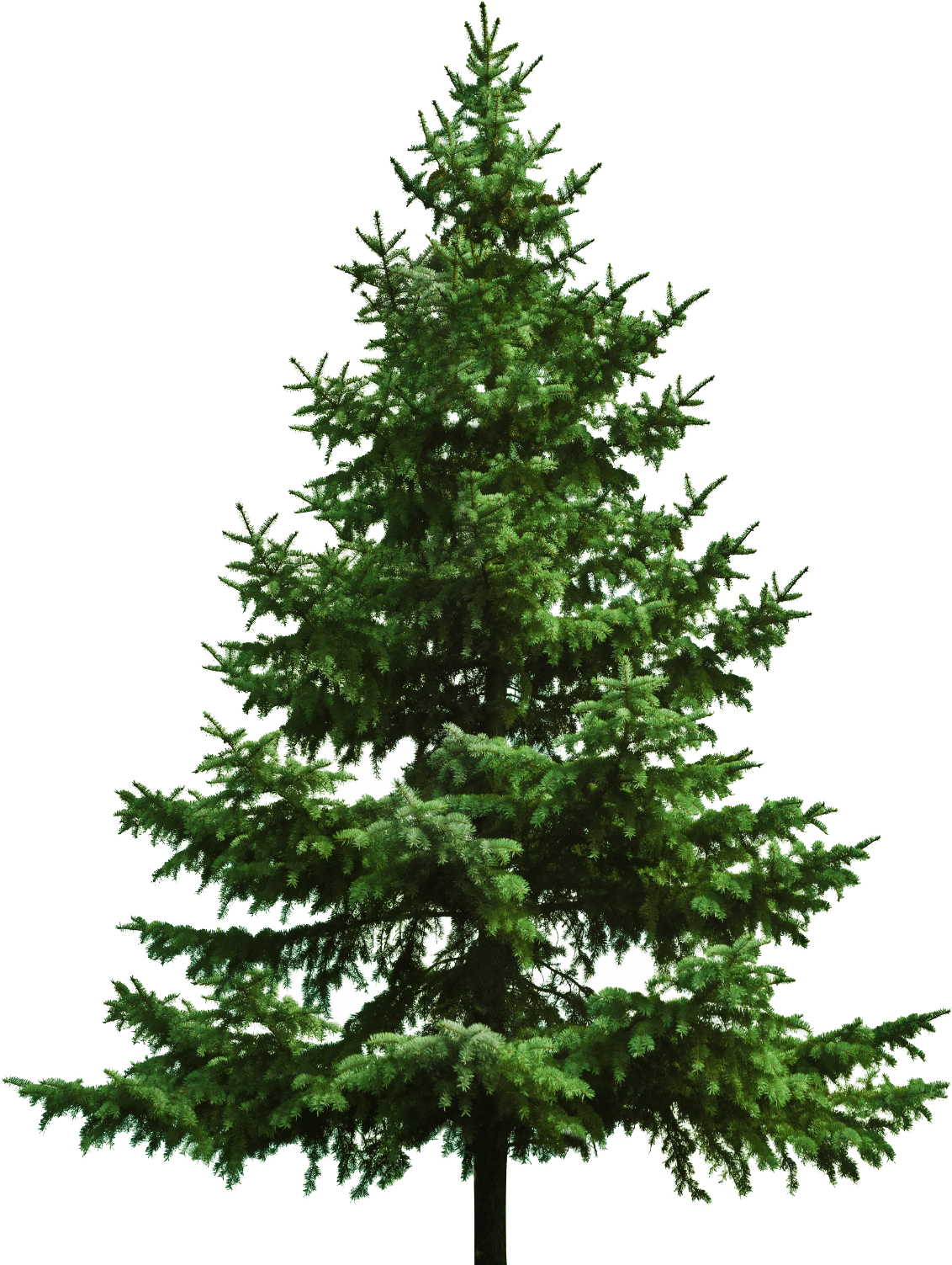 Bare Christmas Tree - Christmas Tree White Background (1219x1575), Png Download