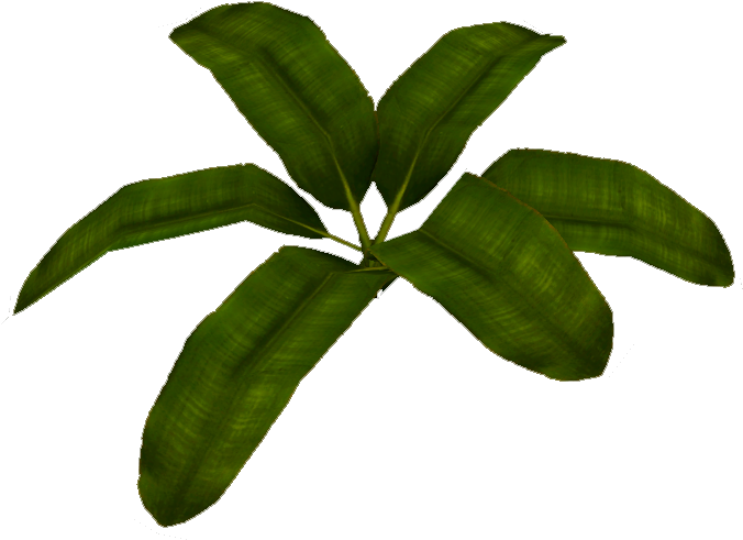 Banana Leaf - Vascular Plant (675x675), Png Download