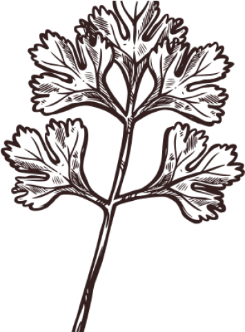Drawn Herbs Cilantro - Cilantro Herb (640x480), Png Download