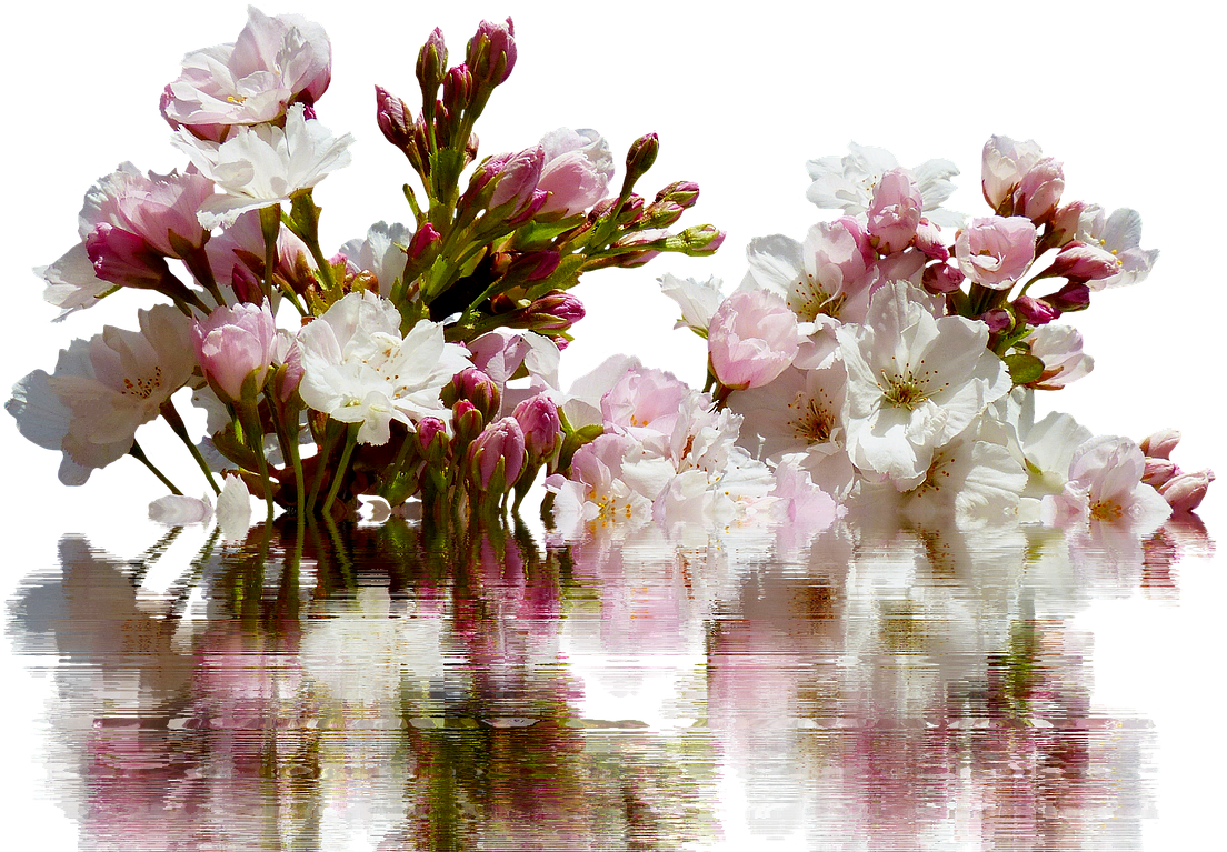 Cherry - Bouquet (1280x820), Png Download