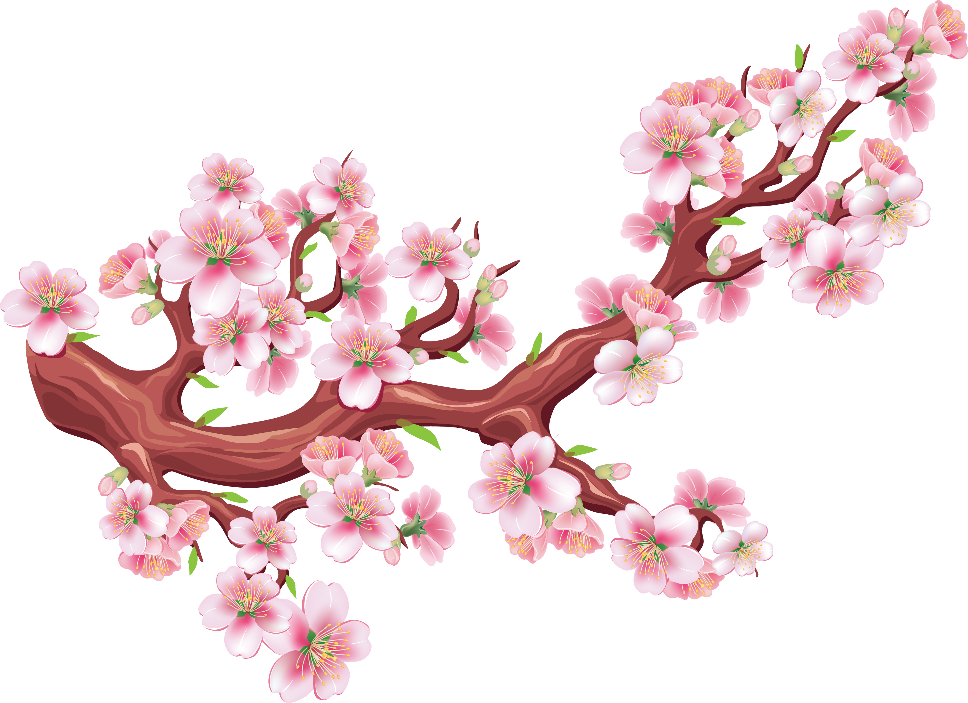 Sakura Png (3264x2370), Png Download