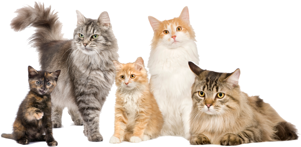 Our Services - Cat Family Of 5 (1136x626), Png Download