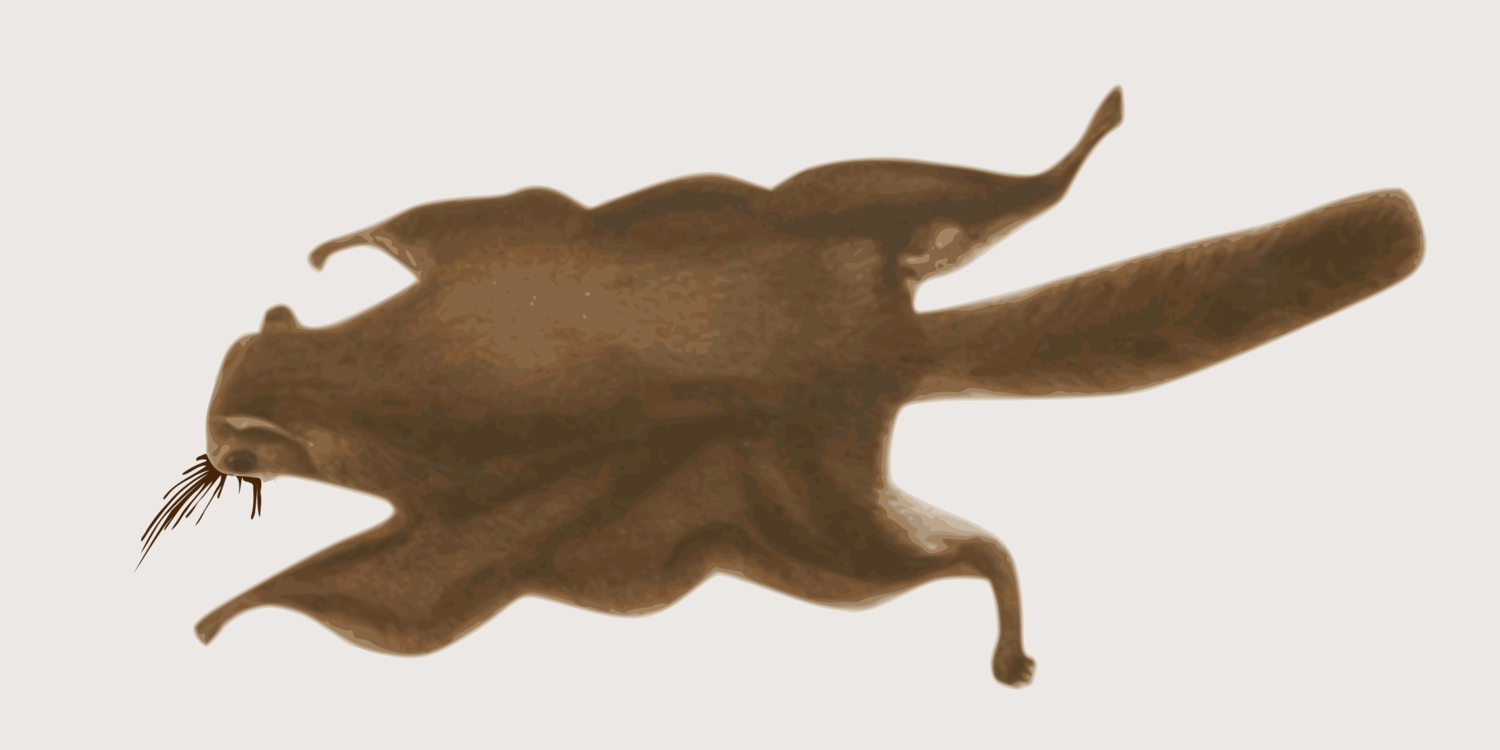 Japanese Dwarf Flying Squirrel Computer Icons Flight - Momonga ...