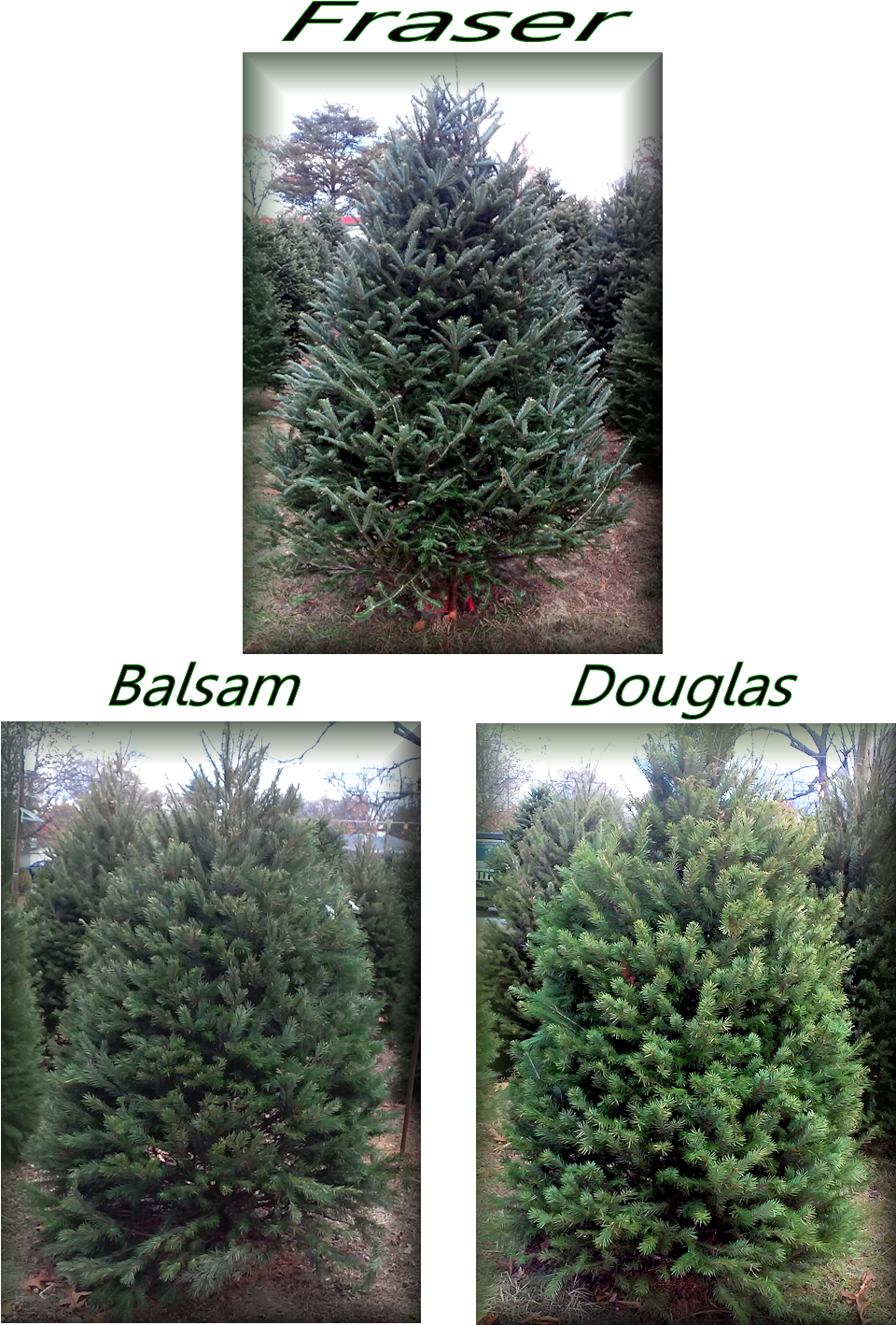 856 228 2247 Blackwood Christmas Trees - Mexican Pinyon (964x1500), Png Download