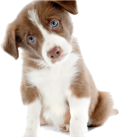 Collie Clipart Cute Puppy - Dog Cute Pictures Png (640x480), Png Download