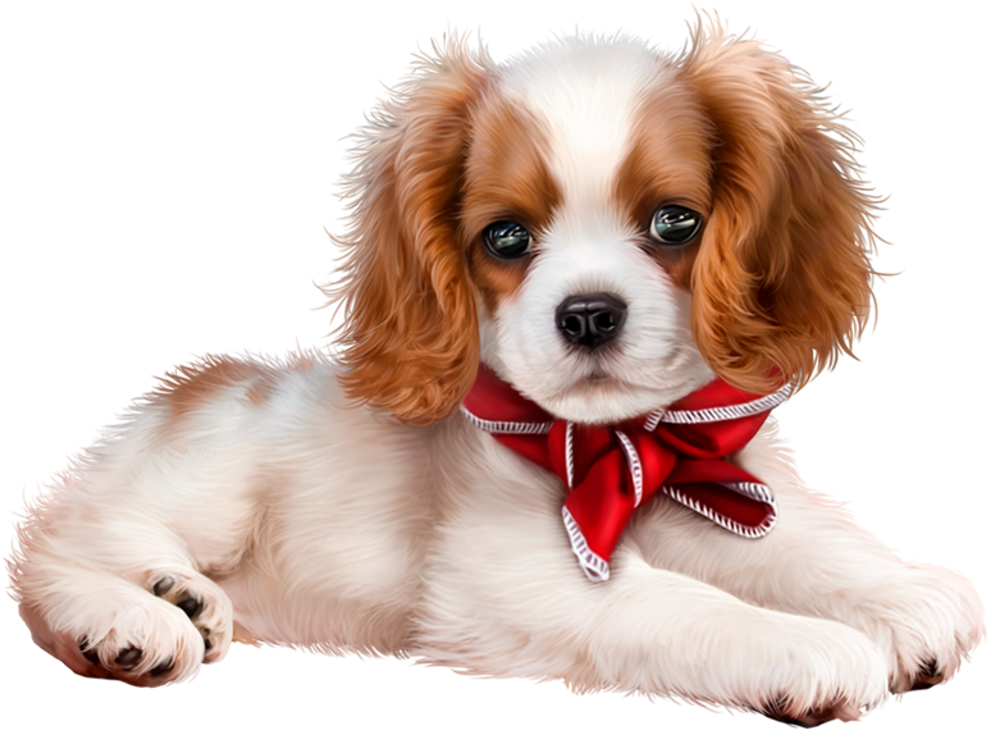 Report Abuse - Bisous Cavalier King Charles Gif (1024x758), Png Download