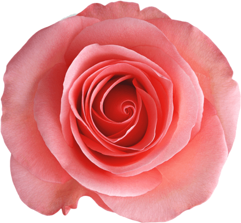 Transparent Rose Png - Rose (850x794), Png Download