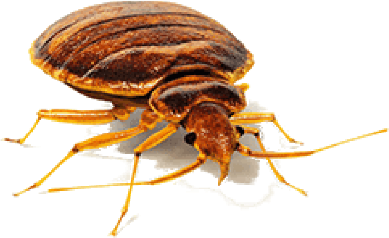 Free Png Download Bed Bug Front View Png Images Background - Bed Bugs Png (850x558), Png Download
