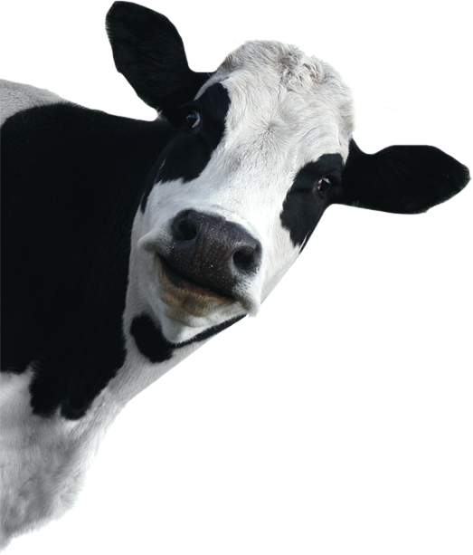 Supporting Western Australian Farmers - Dairy Cow White Background (523x613), Png Download